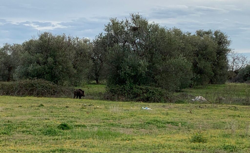 cinghiale-palo-del-colle